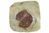 Fossil Leaf (Davidia) - Montana #268149-1